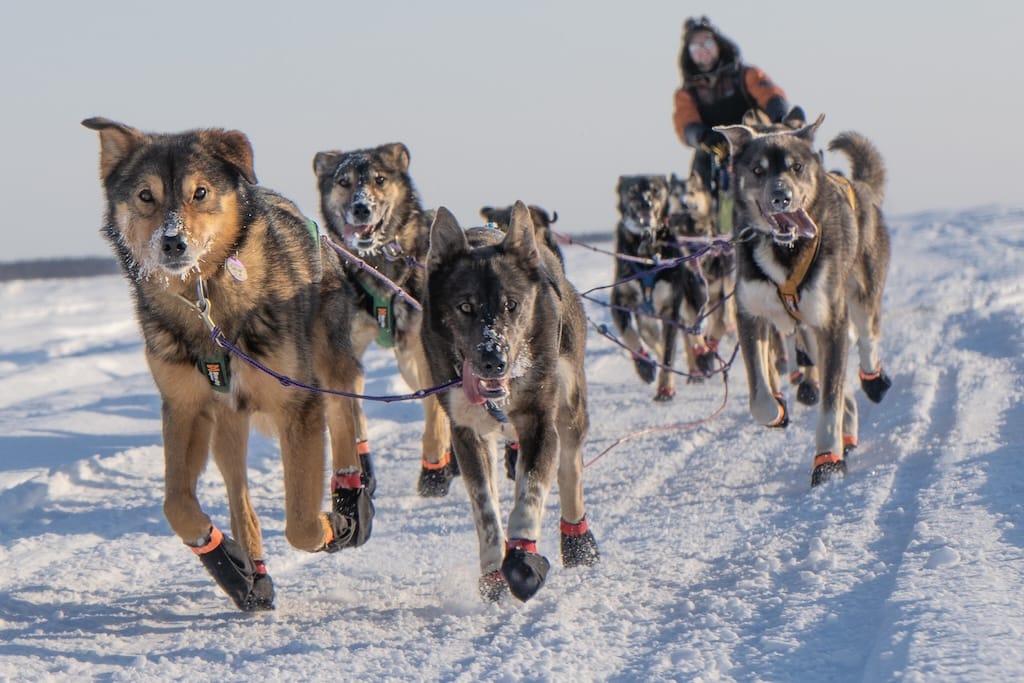 Iditarod