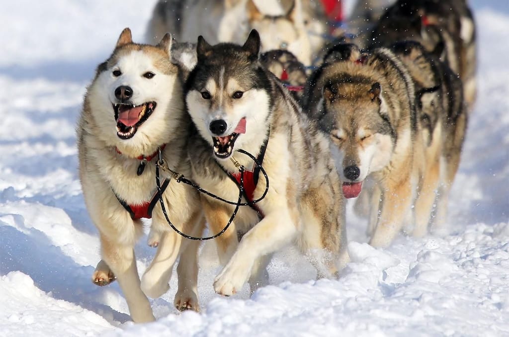 Trail Sled Dog Race in Alaska