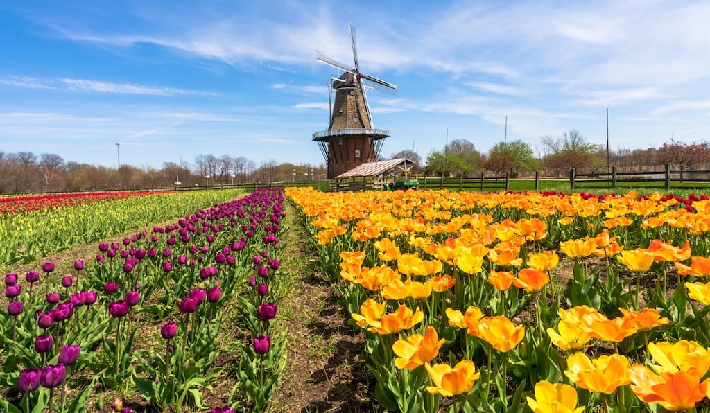 Tulip Time Festival