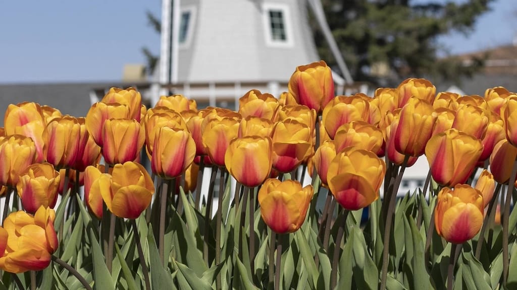 Tulip Time Flowers